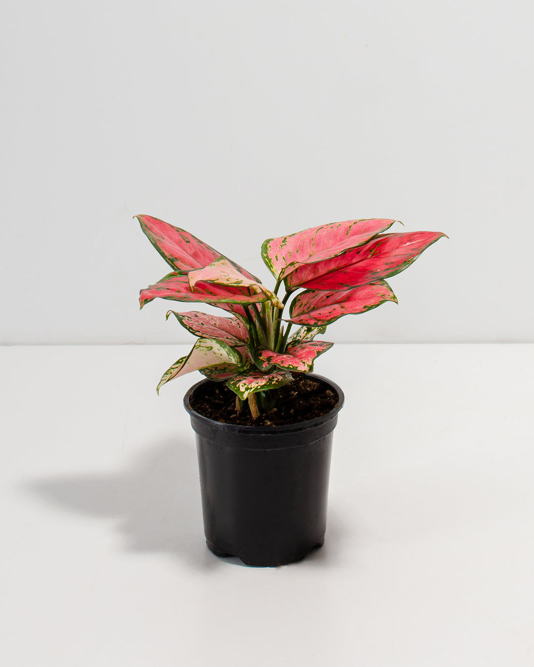Pink Aglaonema Beauty in a 4-inch black grower pot, showcasing upright lance-shaped leaves with bold pink and red variegation, green mottling, and cream-speckled lower foliage