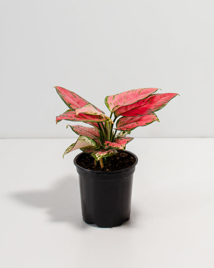 Pink Aglaonema Beauty in a 4-inch black grower pot, showcasing upright lance-shaped leaves with bold pink and red variegation, green mottling, and cream-speckled lower foliage