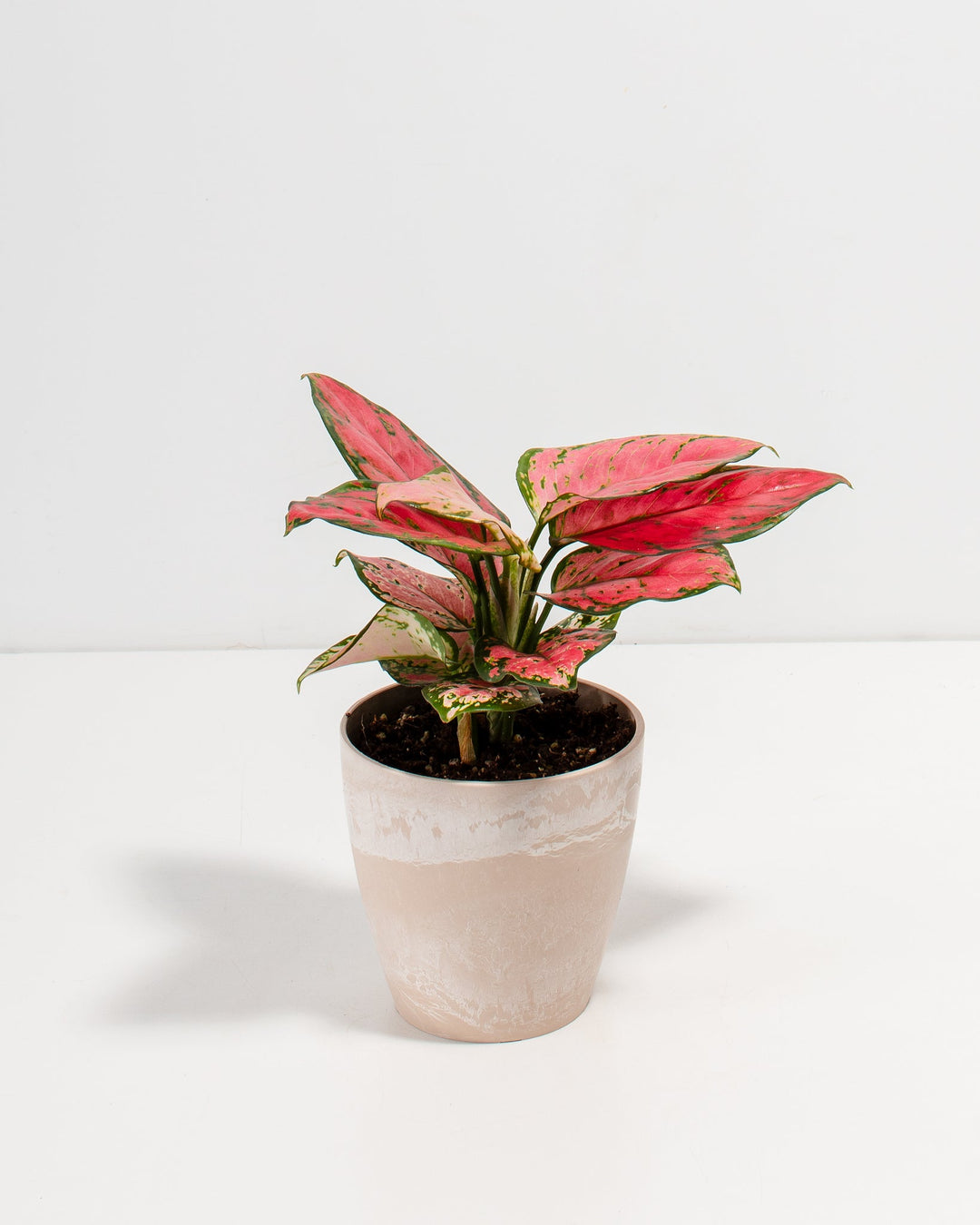 Pink Aglaonema Beauty in a 4-inch blush pink Maca pot with distressed two-tone finish, featuring vibrant rose-pink and green mottled leaves with cream-speckled lower foliage fanning outward