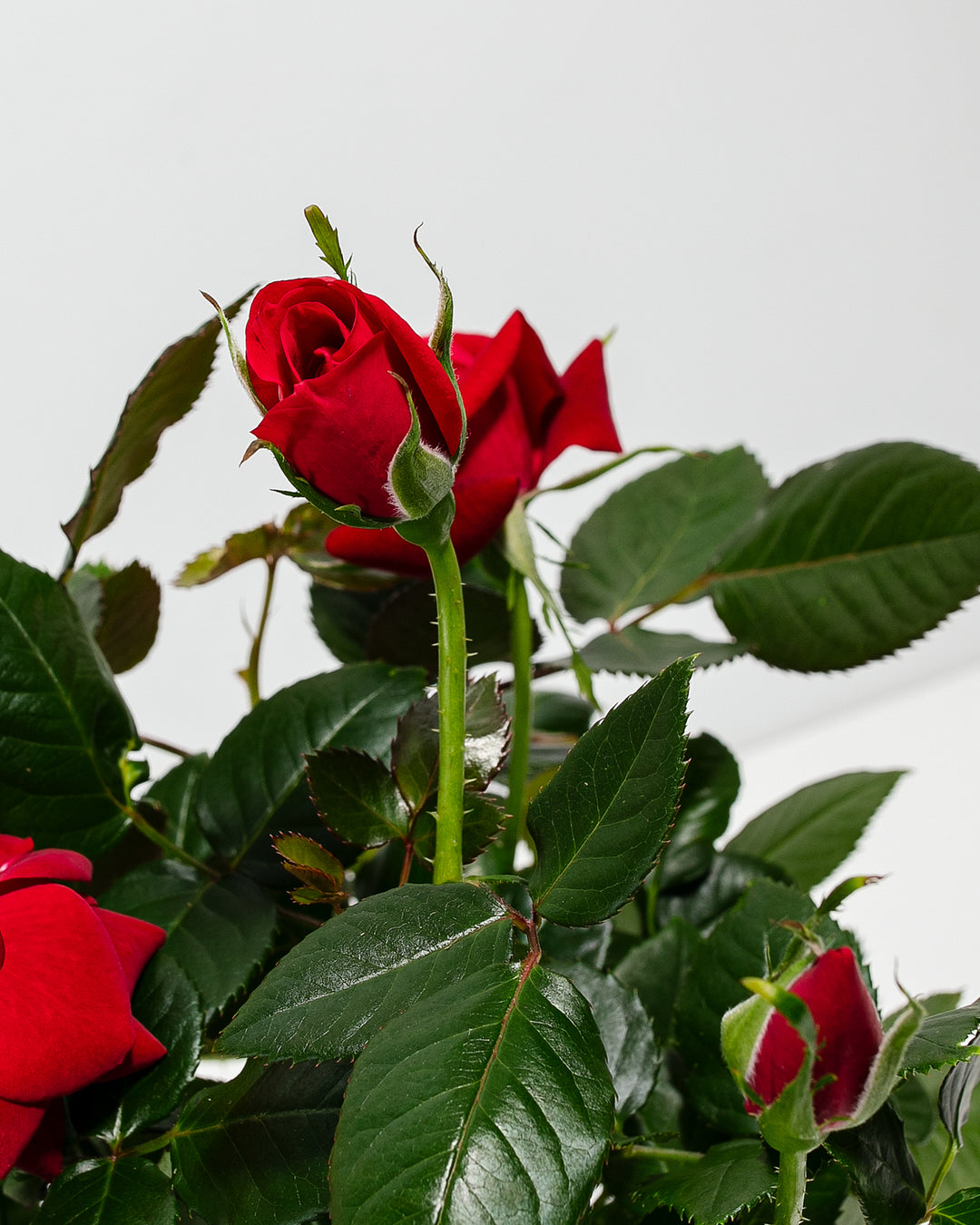 Detail view of crimson red miniature rose blossoms and buds emerging from glossy, deep green foliage.