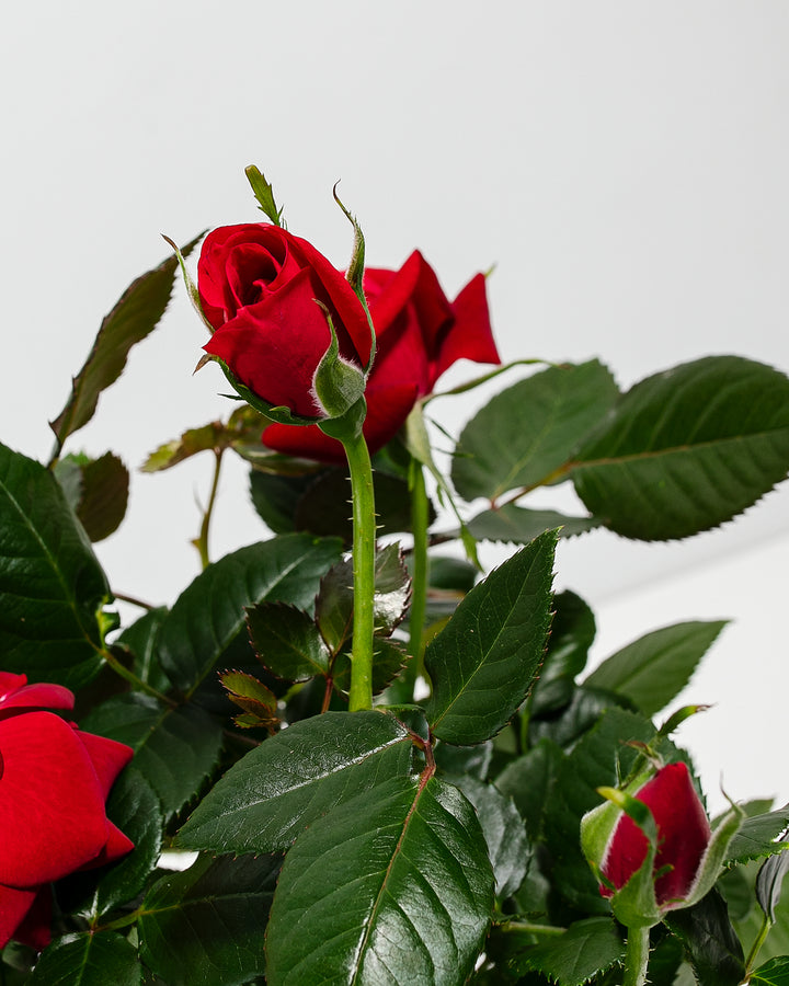 Detail view of crimson red miniature rose blossoms and buds emerging from glossy, deep green foliage.