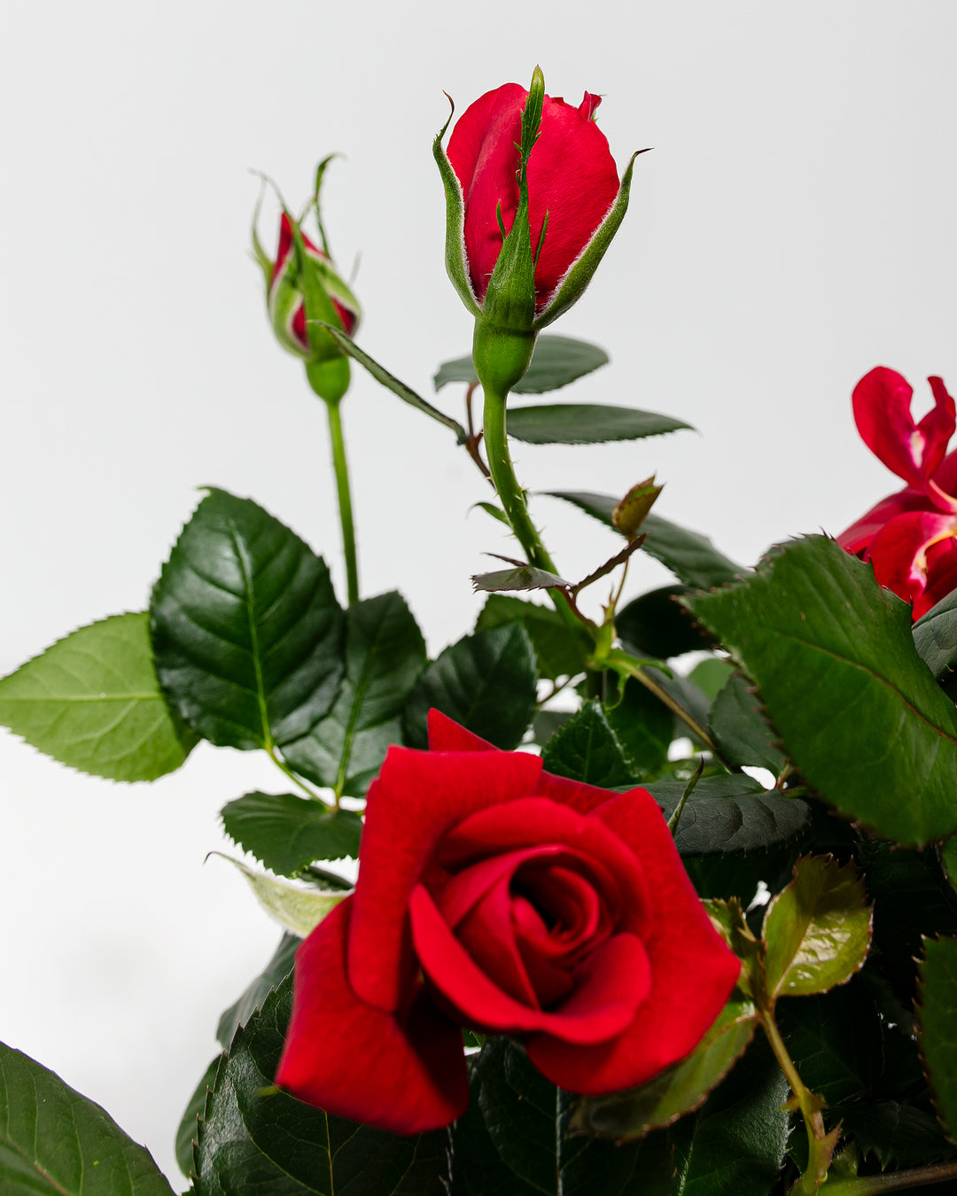 Detail view of crimson red miniature rose blossoms and buds emerging from glossy, deep green foliage.