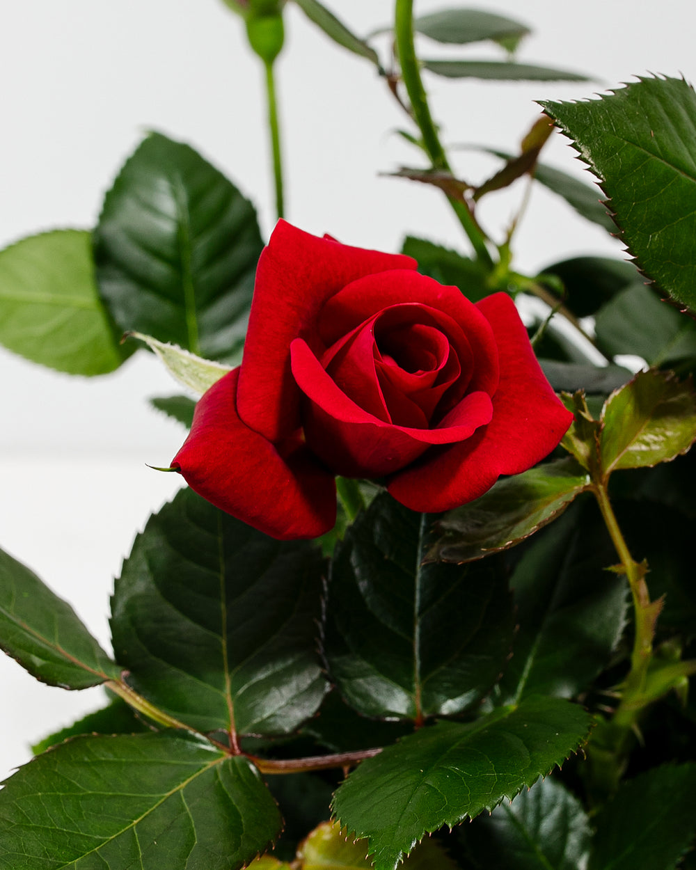 Close-up of a vibrant crimson red miniature rose blossom surrounded by glossy dark green foliage.