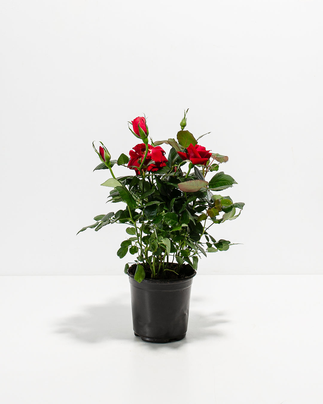 Crimson red miniature rose plant with green foliage in a simple black plastic grower's pot.