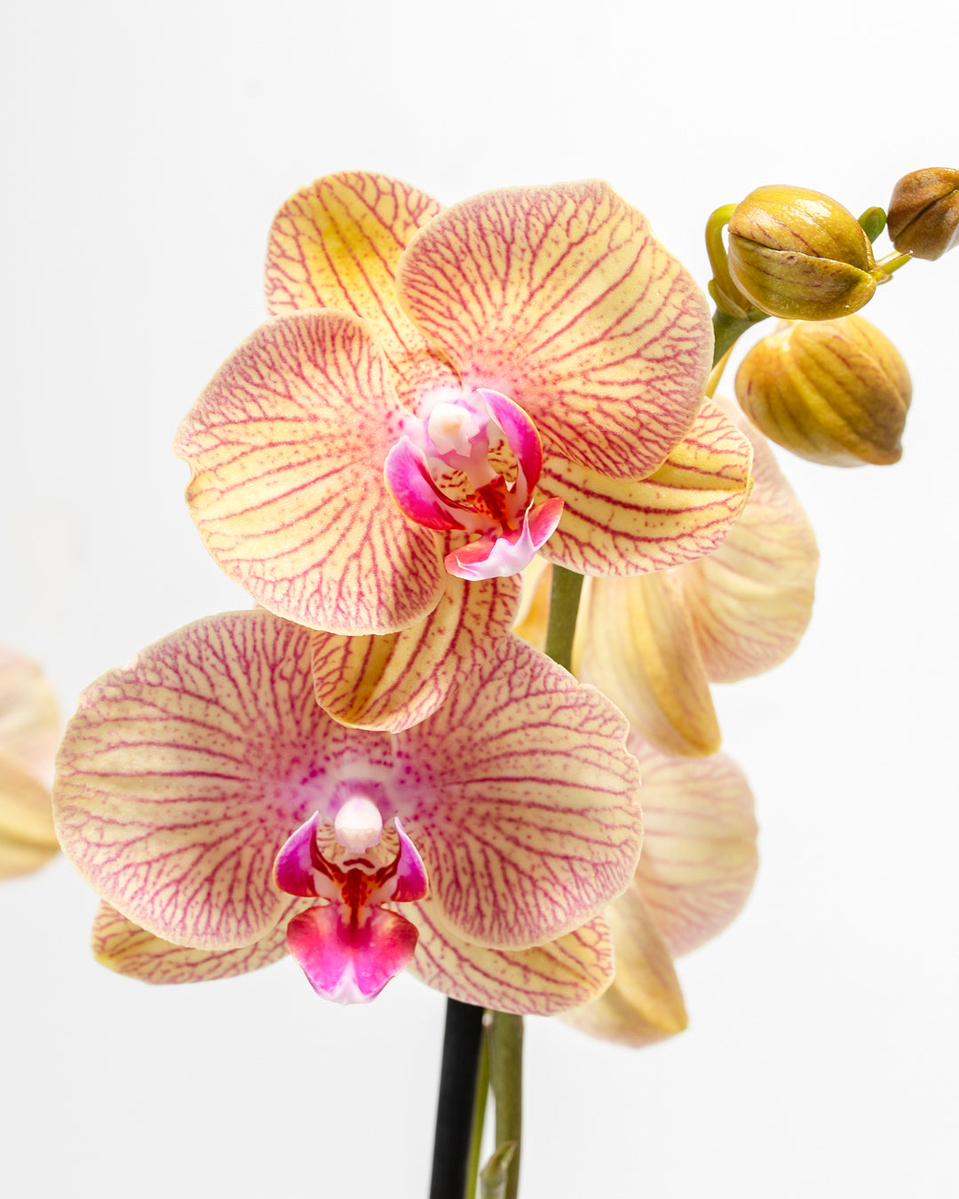 Arcadia Phalaenopsis Orchid close-up of yellow and magenta veined blooms with purple lip and unopened buds – exotic moth orchid flower detail