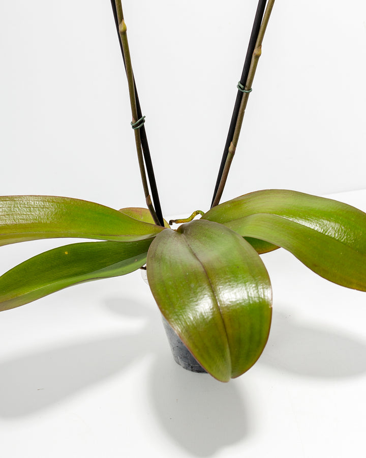 Arcadia Phalaenopsis Orchid base showing thick glossy green leaves and double staked bloom spikes in clear nursery pot – healthy orchid root and foliage detail