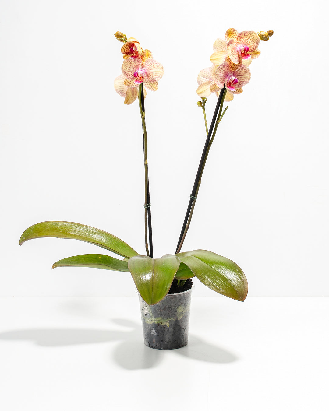 Arcadia Phalaenopsis Orchid double spike with peach and pink striped blooms in clear grower pot – live moth orchid ready to ship
