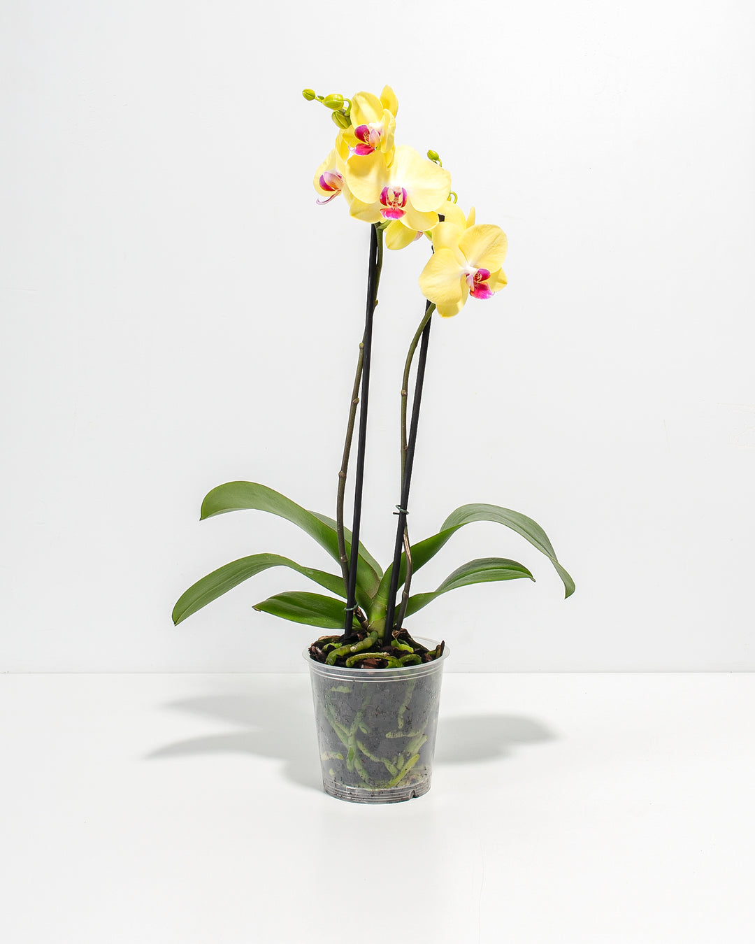 Yellow Phalaenopsis Orchid ‘Miraflore’ in clear grower pot - Bright yellow flowers with pink centers, elegant easy care houseplant