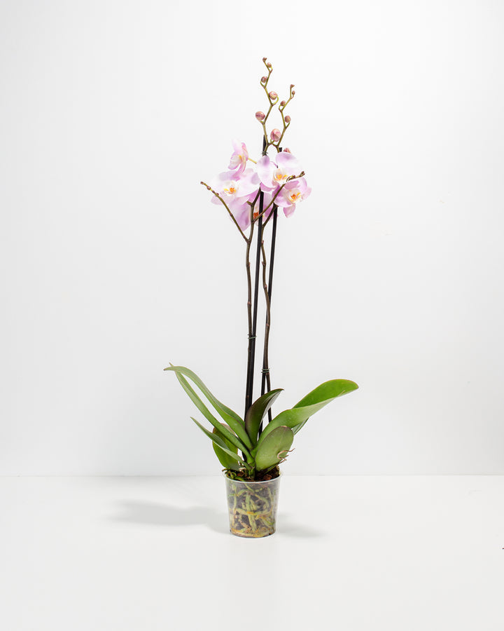 Pink Phalaenopsis Orchid in a 5-inch clear grower pot with tall dark stems, open pink and white blooms with orange centers, and multiple unopened buds ready to flower