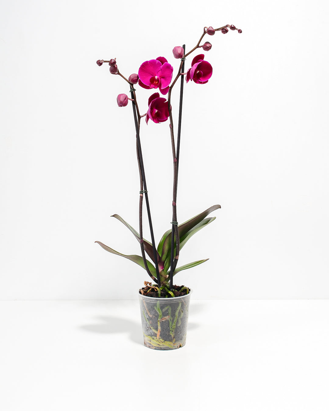 A full view of a Purple Phalaenopsis Orchid featuring tall spikes with vibrant magenta blooms and unopen buds supported by stakes, rising from a base of broad green leaves in a clear plastic grower pot against a white background.