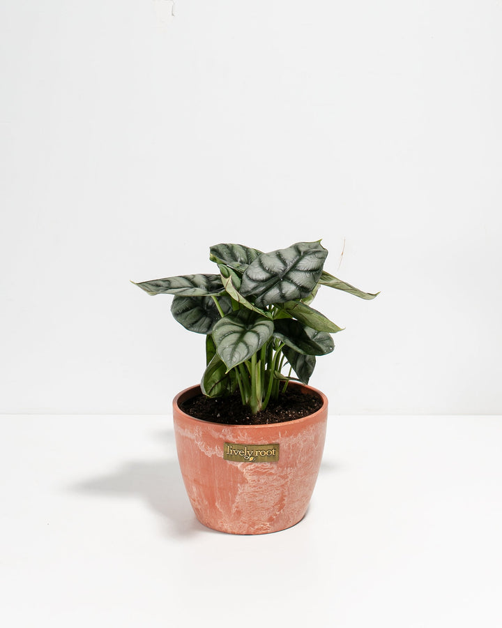 Alocasia Silver Dragon tropical houseplant in peachy-coral textured planter, metallic leaf veining, Lively Root branded