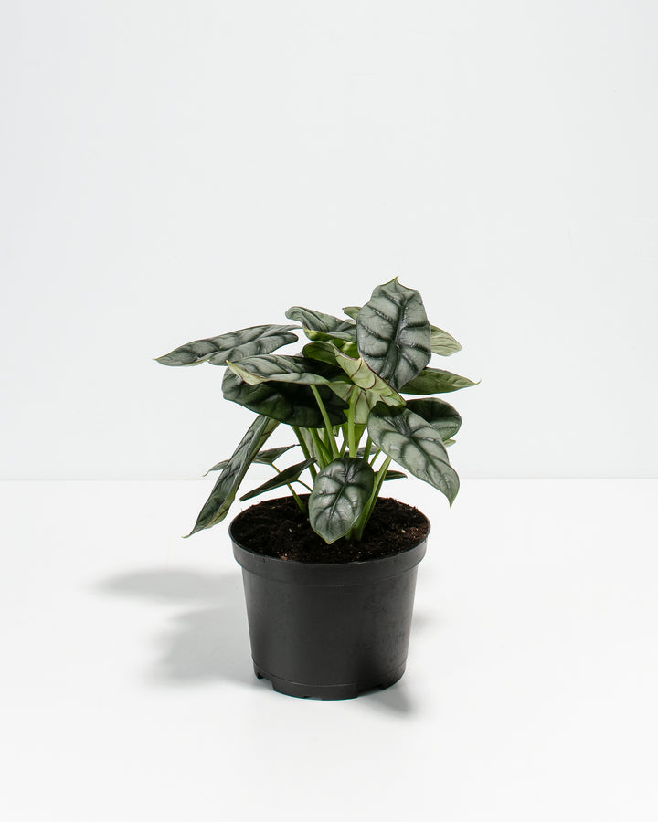 Alocasia Silver Dragon in black grower nursery pot, compact tropical houseplant with textured foliage