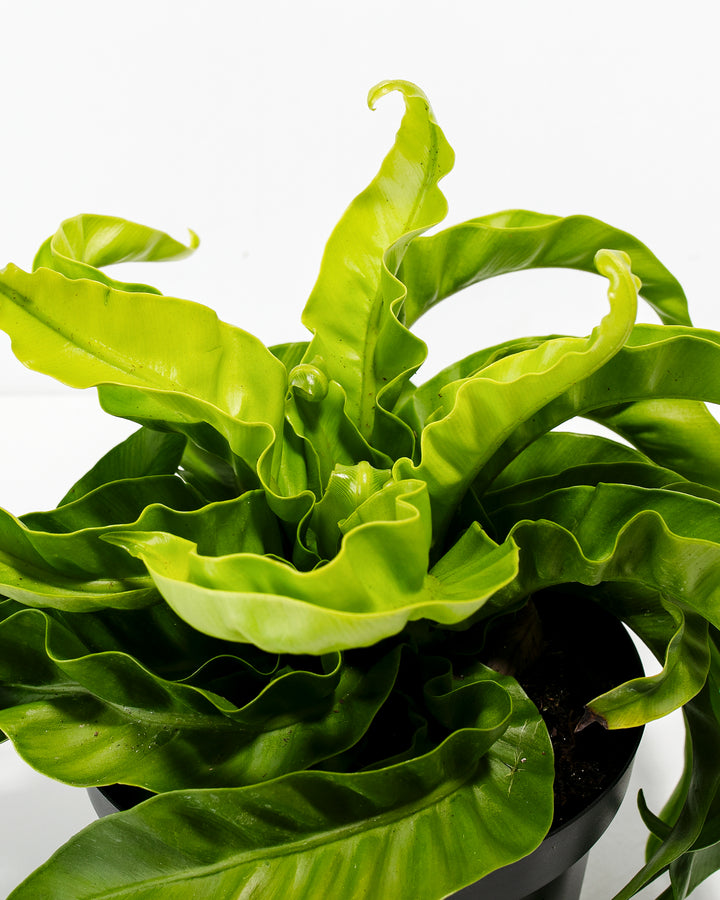 Close-up detail of Hurricane Fern wavy fronds revealing lime-green hue and delicate ruffled leaf edges with natural undulation; botanical macro of this tropical fern displaying signature architectural frond patterning and texture.