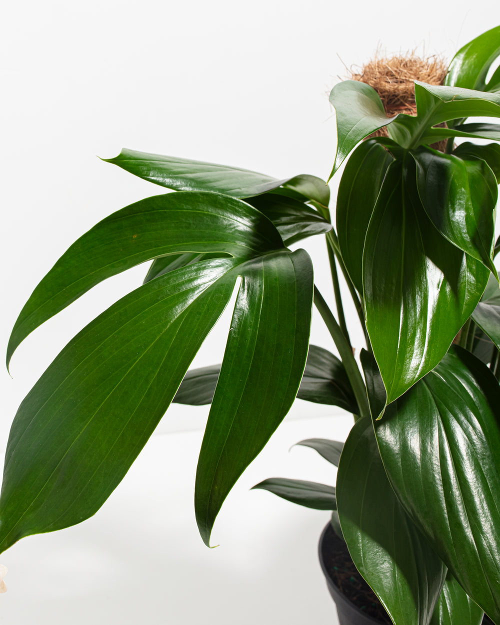 Dragon's Tail Philodendron with Totem