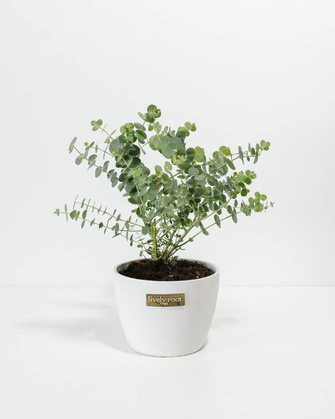 Baby Blue Eucalyptus