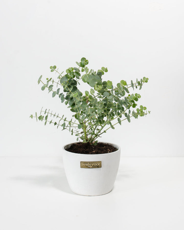 Baby Blue Eucalyptus