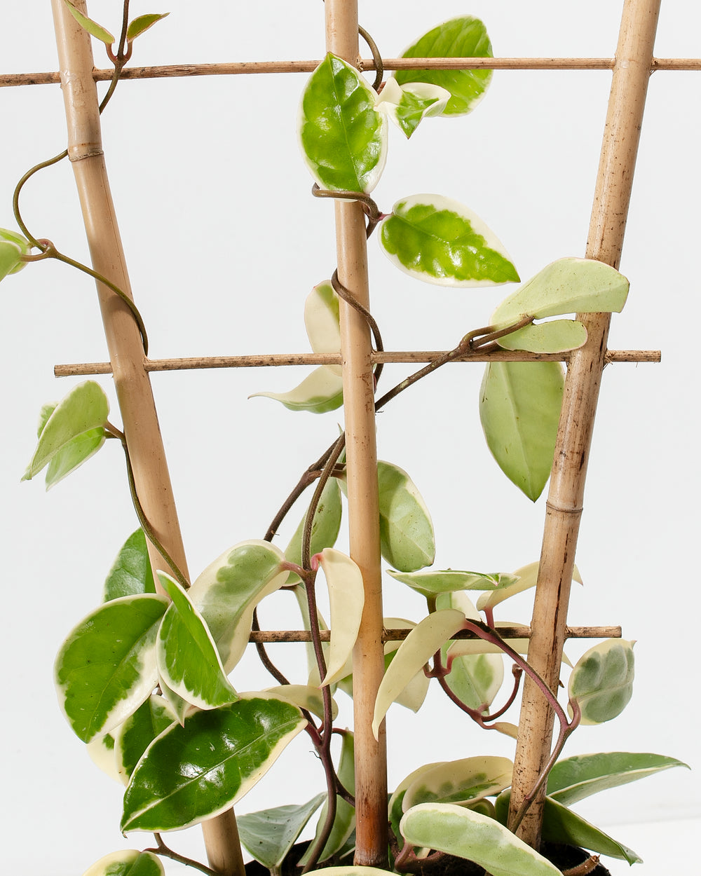 Close-up of Hoya Carnosa Tricolor vines weaving through a bamboo trellis, highlighting glossy variegated leaves with green centers, cream edges, and pink-tinted stems
