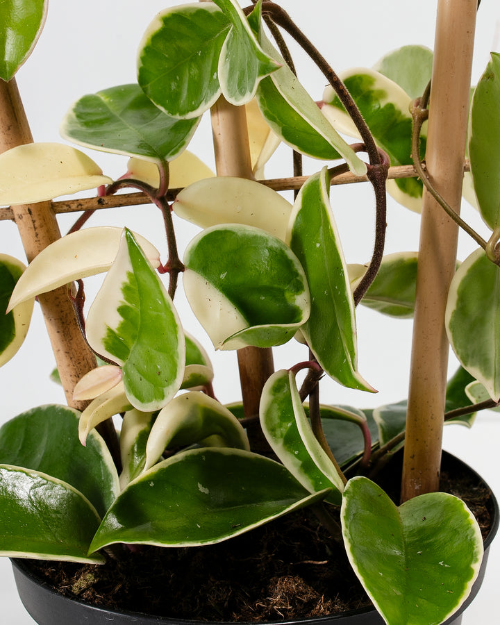 Macro detail of Hoya Carnosa Tricolor leaves showing waxy texture, distinct green and cream two-toned variegation with curling leaf edges, and deep burgundy vines climbing a bamboo trellis in a black grower pot