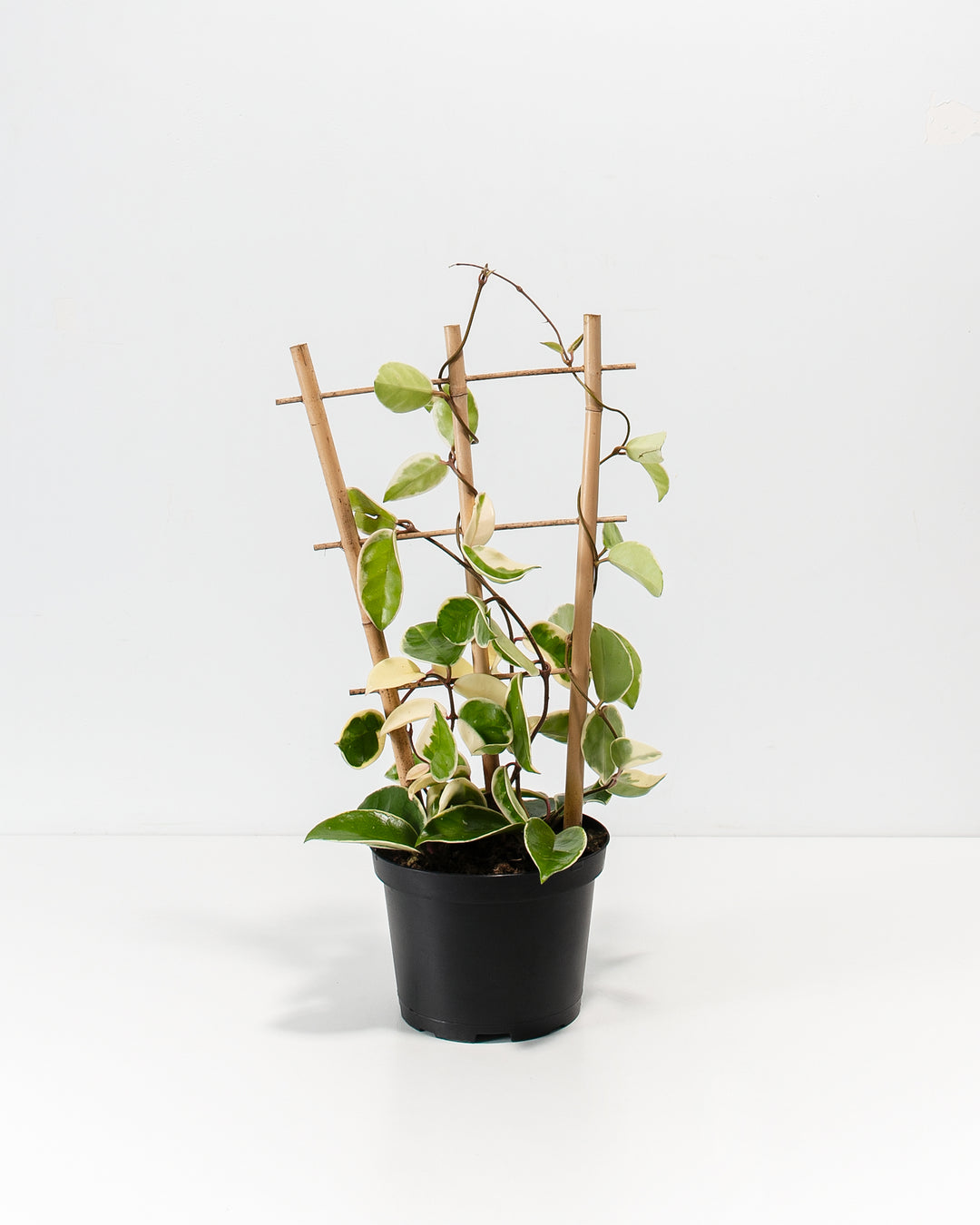 Hoya Carnosa Tricolor in a 6-inch black grower pot with bamboo trellis, displaying variegated green and cream heart-shaped leaves trailing along dark twisting vines