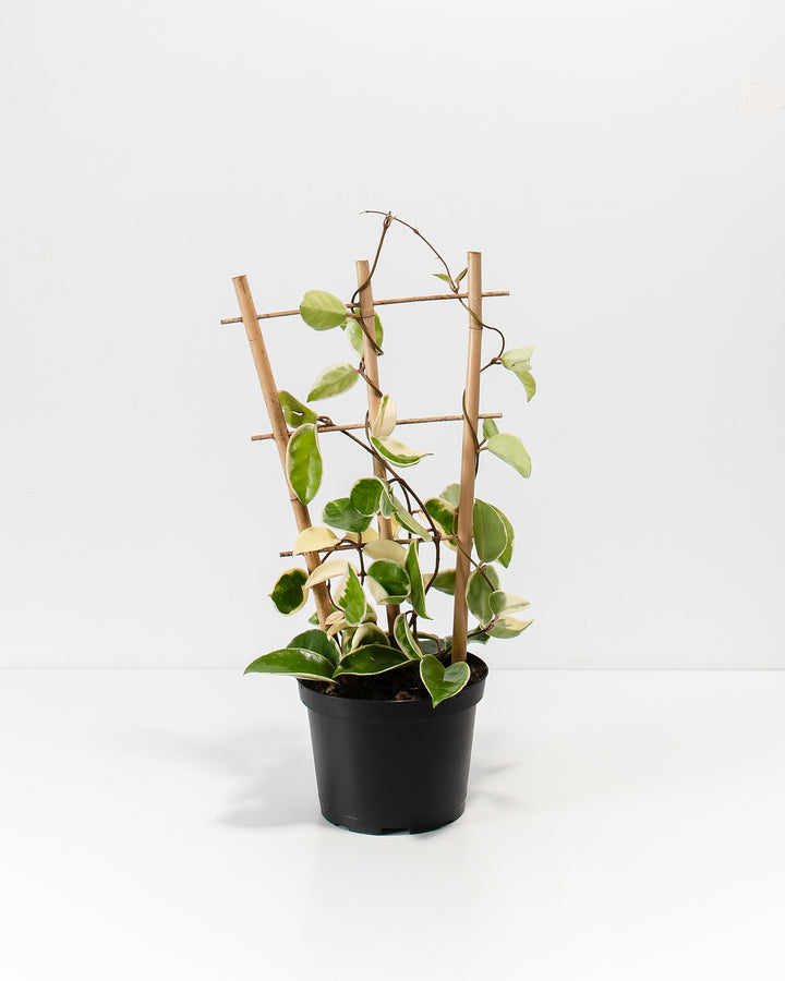 Hoya Carnosa Tricolor in a 6-inch black grower pot with bamboo trellis, displaying variegated green and cream heart-shaped leaves trailing along dark twisting vines