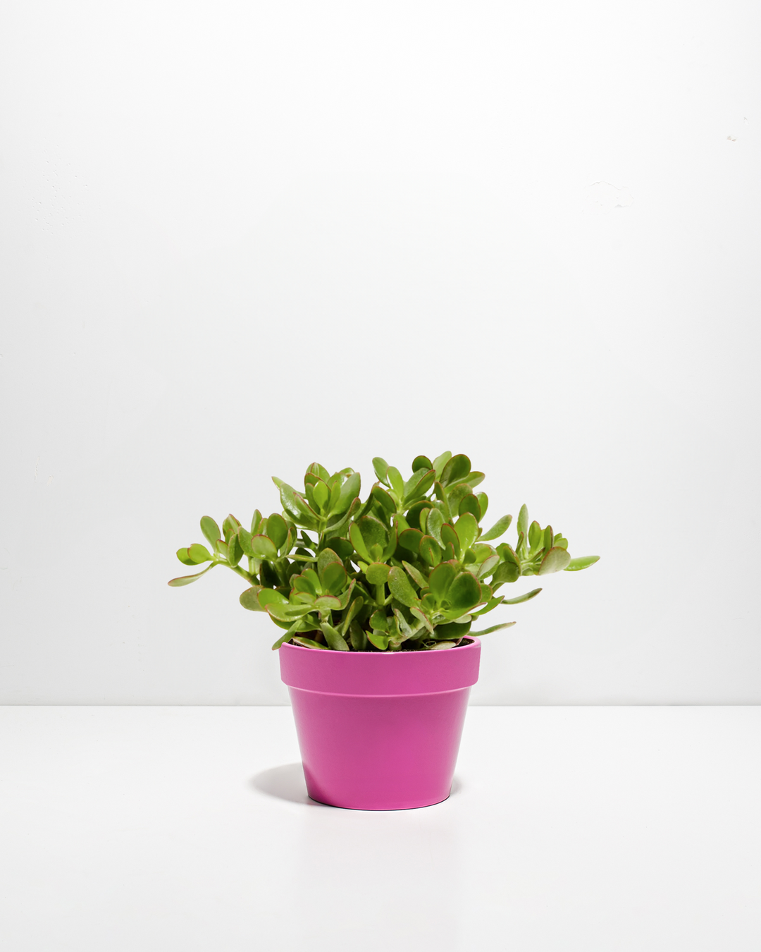 Jade Plant (Crassula ovata) in a 6-inch bright pink ceramic pot with full green succulent foliage on a white background