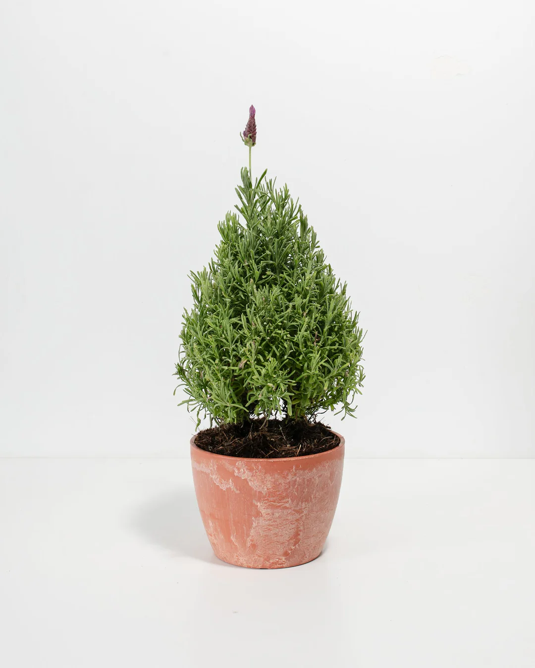 Lavender cone topiary potted in warm terracotta eco planter featuring compact mounded shape and emerging purple flower spikes, fragrant herb topiary for sunny patios.
