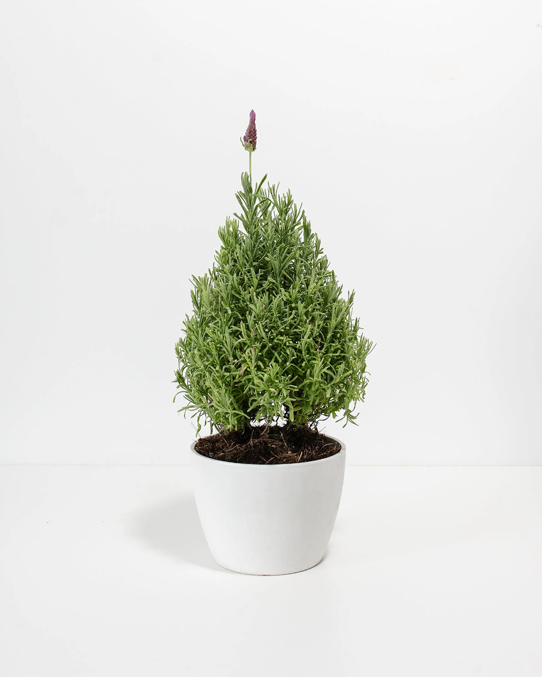 Lavender topiary in clean white ceramic eco pot with architectural cone form and purple-tinged emerging flowers, aromatic low-maintenance container shrub for gardens.