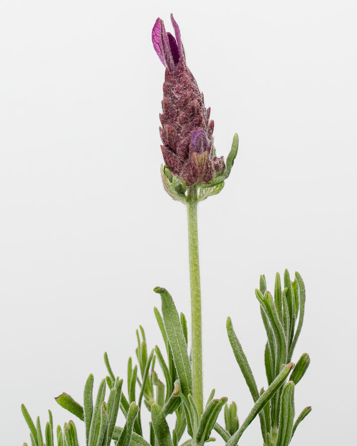 Close-up macro of lavender's distinctive purple-burgundy flower spike showing individual tiny blooms and delicate needle foliage, aromatic herb botanical detail.