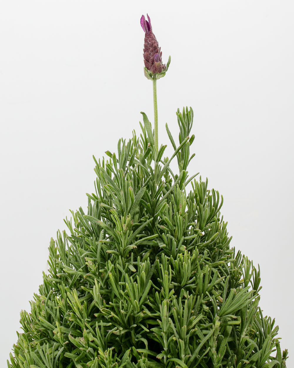 Detailed macro photography of lavender flower spike with dense clustered purple florets and needle-like green leaves, fragrant herb flower spike detail.