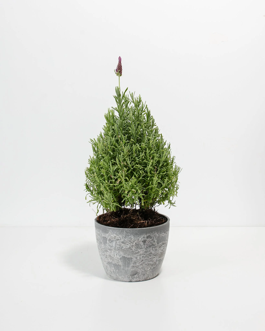 Lavender cone topiary in modern grey concrete-textured eco planter, compact aromatic herb topiary for contemporary gardens and fragrant container displays.