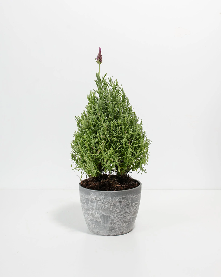 Lavender cone topiary in modern grey concrete-textured eco planter, compact aromatic herb topiary for contemporary gardens and fragrant container displays.