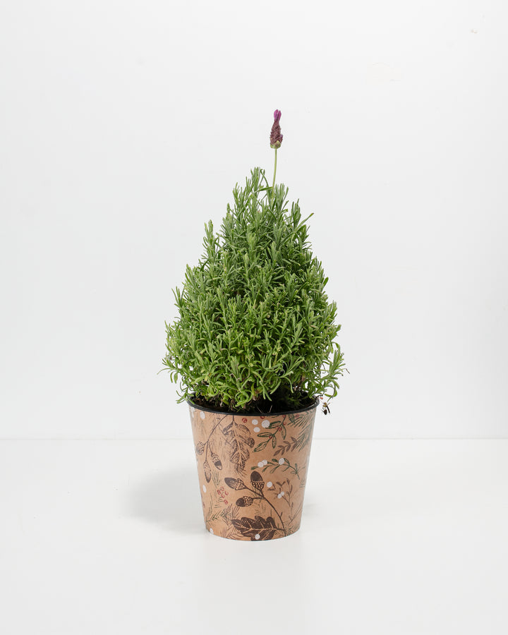 Lavender topiary in decorative kraft paper grower pot with botanical leaf print showing full conical form and fine feathery foliage, heritage-style container plant.