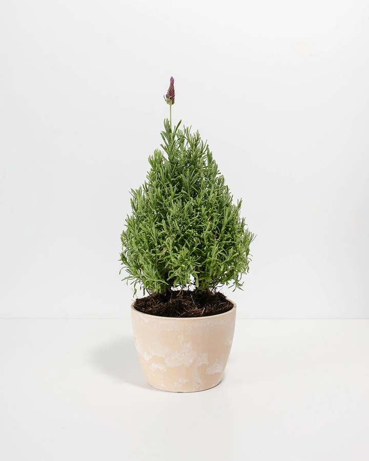 Lavender topiary (Lavandula) with dense conical form in pale cream eco-friendly pot, aromatic flowering herb plant with purple spike blooms ideal for fragrant container gardens.