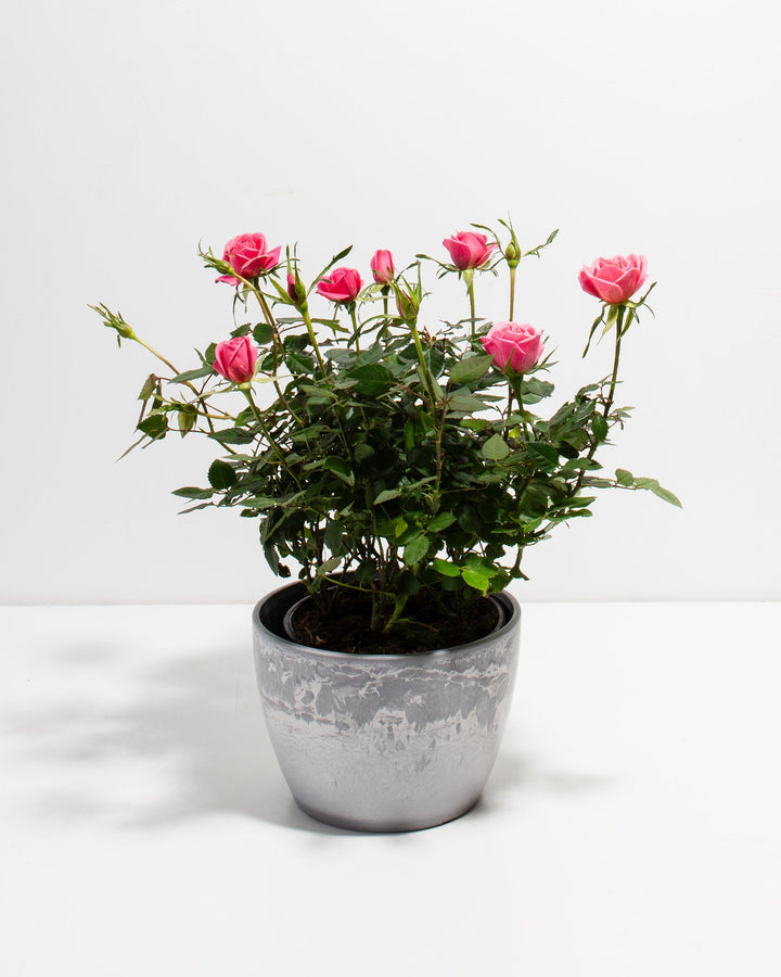 6-inch Pink Miniature Rose (Rosa chinensis minima) in a round grey marbled ceramic pot with multiple blooming and budding deep pink roses on dark green thorny stems on a white background