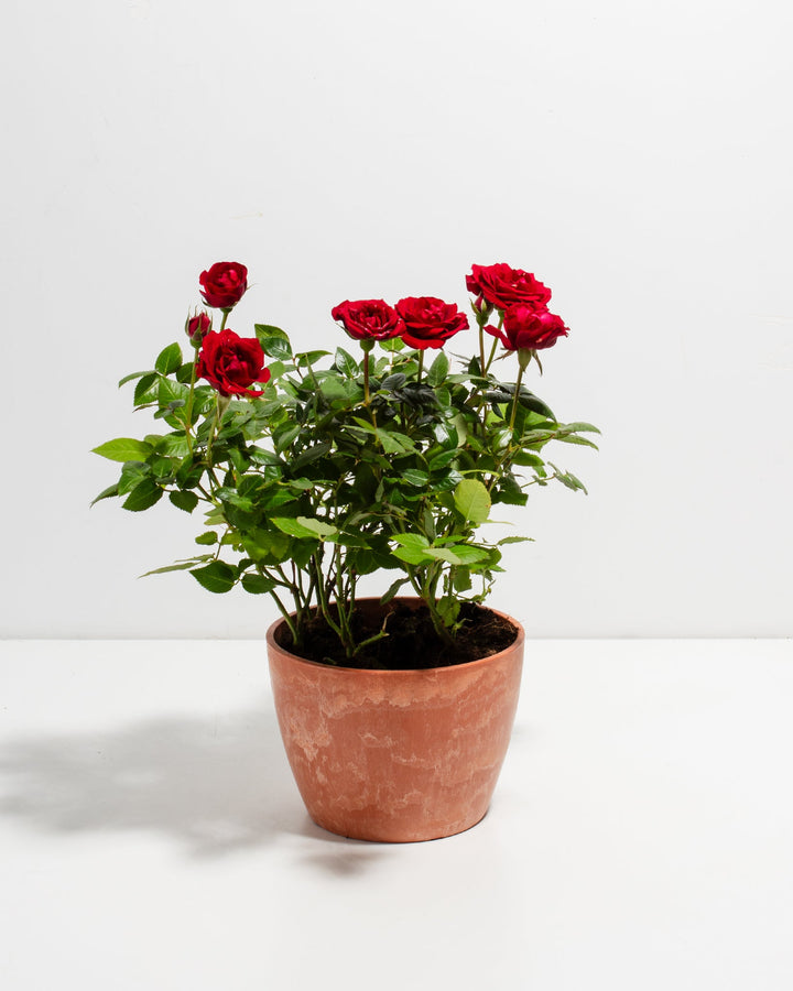 Crimson red miniature rose plant with green foliage in a terracotta-colored ceramic pot.