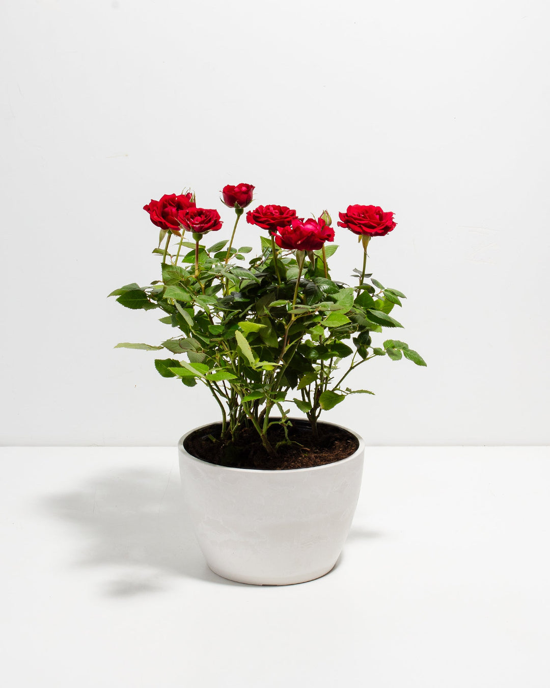 Crimson red miniature rose plant with green foliage in a white ceramic pot.