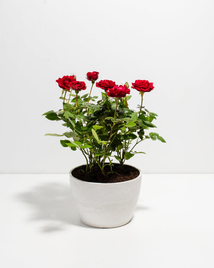 Crimson red miniature rose plant with green foliage in a white ceramic pot.