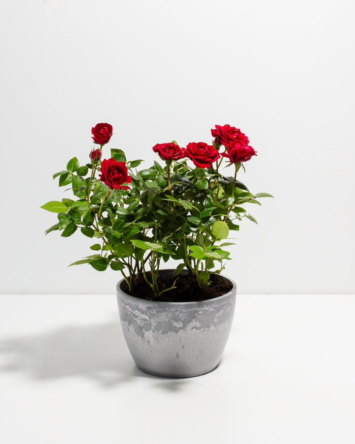 Crimson red miniature rose plant with green foliage in a textured grey ceramic pot.