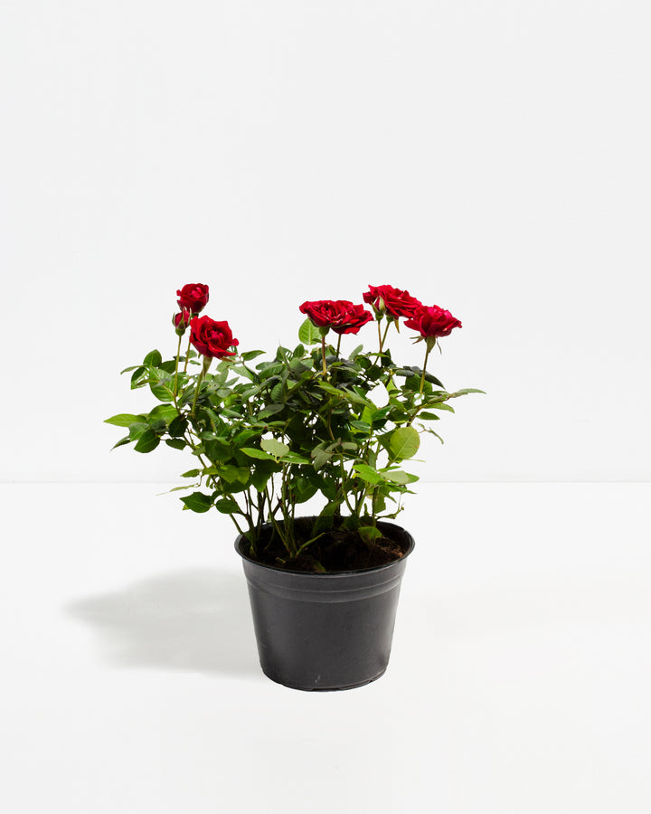 Crimson red miniature rose plant with green foliage in a simple black plastic grower's pot.