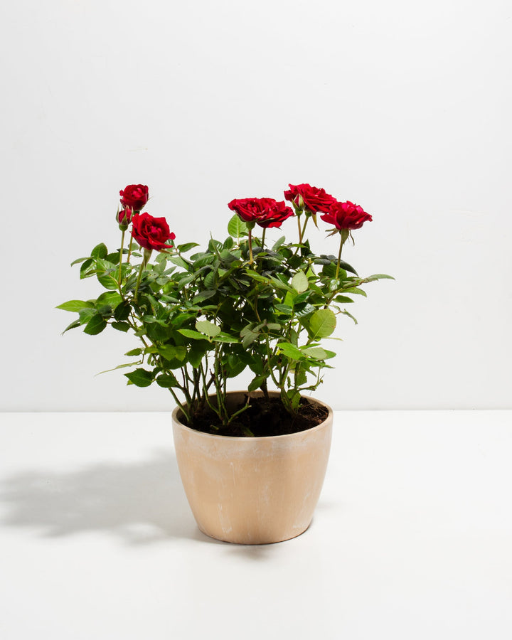Crimson red miniature rose plant with green foliage in a light beige ceramic pot.