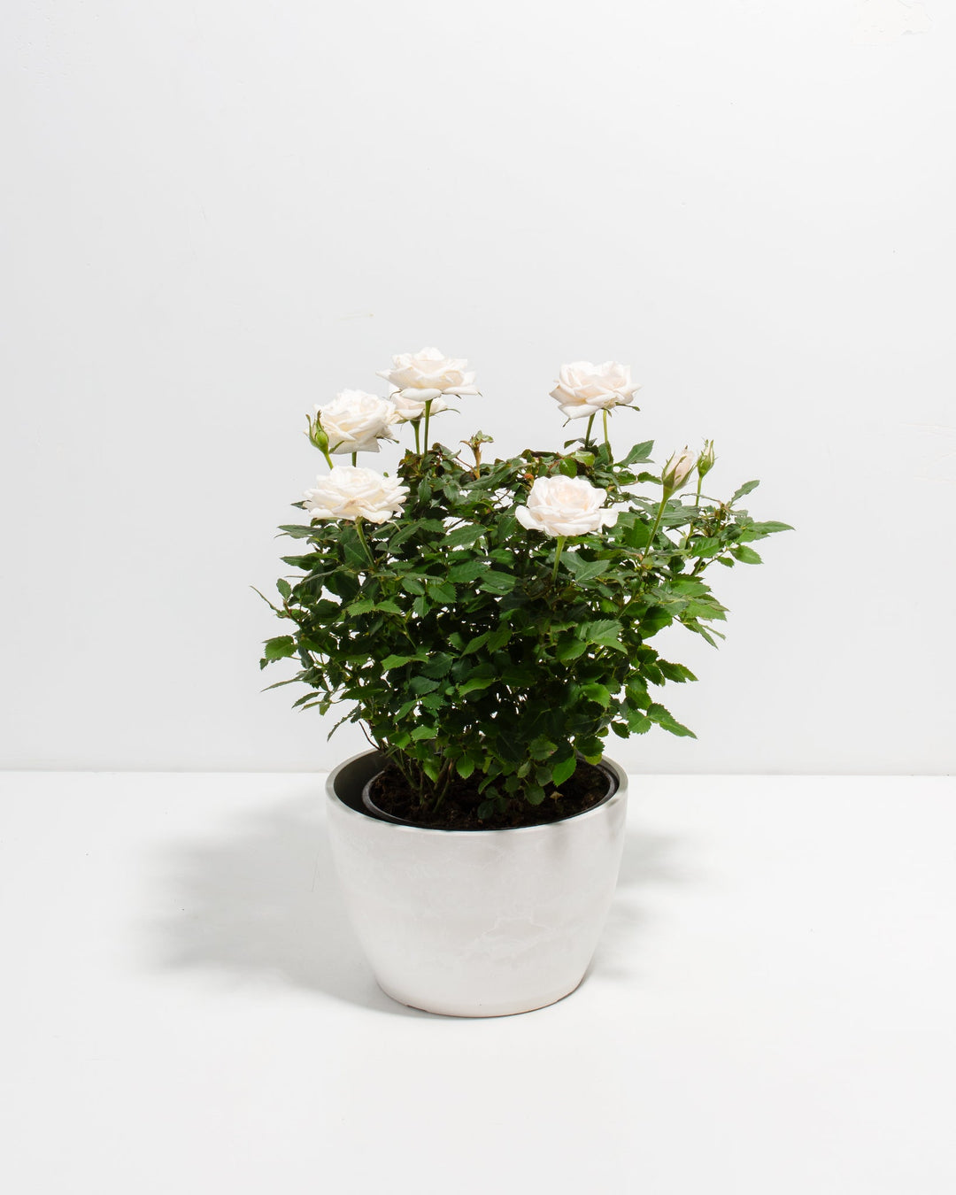 Snow White Miniature Rose 6-inch in glossy white coconut eco pot with multiple cream blooms – full size flowering rose bush for elegant home gifting