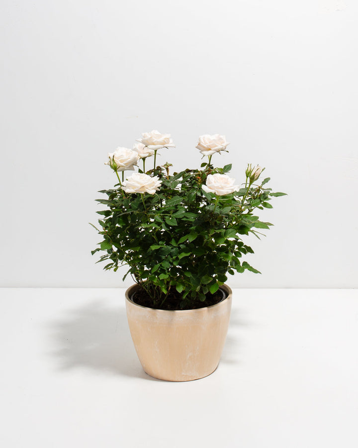 Snow White Miniature Rose 6-inch in peach blush eco pot with full cream white blooms – buy large flowering mini rose plant as a housewarming or birthday gift