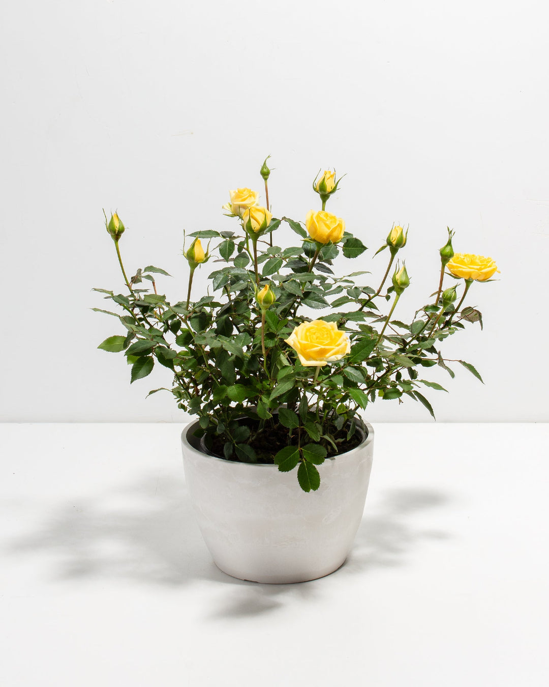 Lemon yellow miniature rose plant in a white ceramic pot with open blooms and buds casting shadows on a white surface