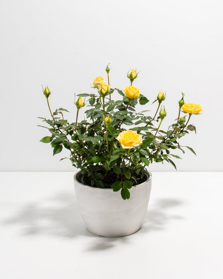 Lemon yellow miniature rose plant in a white ceramic pot with open blooms and buds casting shadows on a white surface