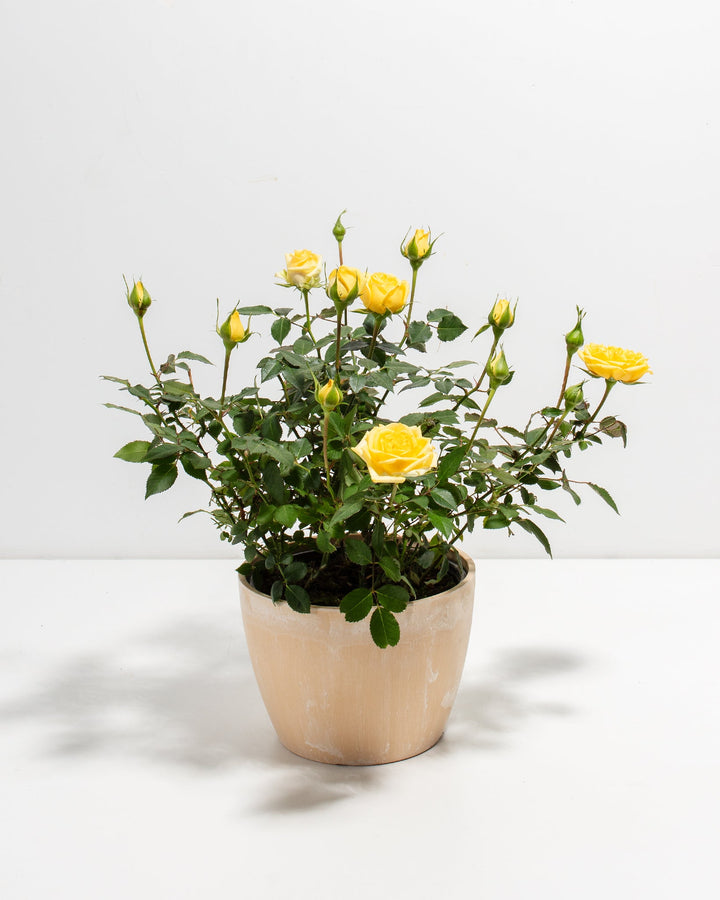 Lemon yellow miniature rose plant in a macadamia beige ceramic pot with open blooms and buds casting shadows on a white surface