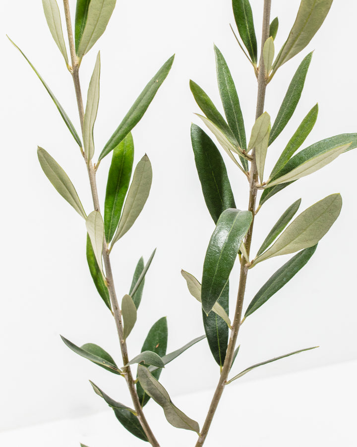 Olive Grove Delight Bundle live olive tree branch close-up showing silvery green elongated leaves – Olea europaea foliage detail for indoor or patio growing