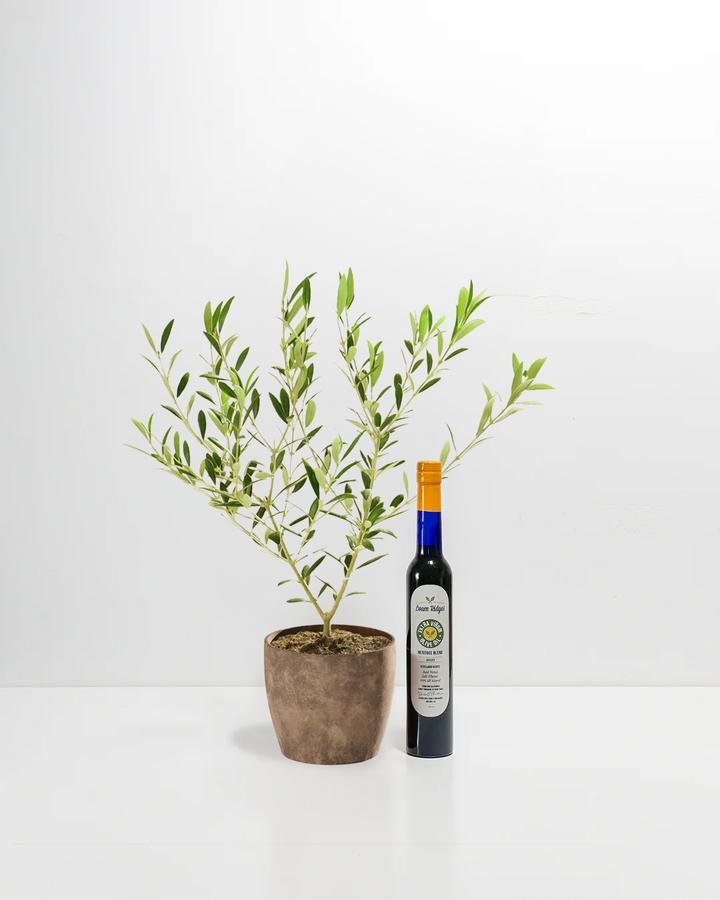 Olive Grove Delight Bundle with live olive tree in grey stone-texture eco pot and Loam Ridges extra virgin olive oil – Mediterranean inspired housewarming gift set