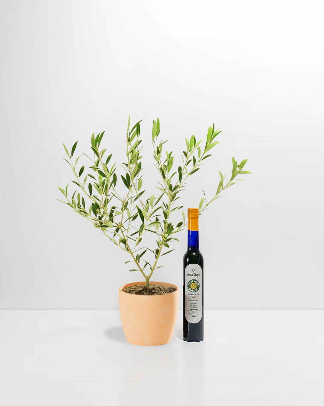 Olive Grove Delight Bundle with live olive tree in light peach eco pot and Loam Ridges extra virgin olive oil – buy live olive tree and EVOO bundle online
