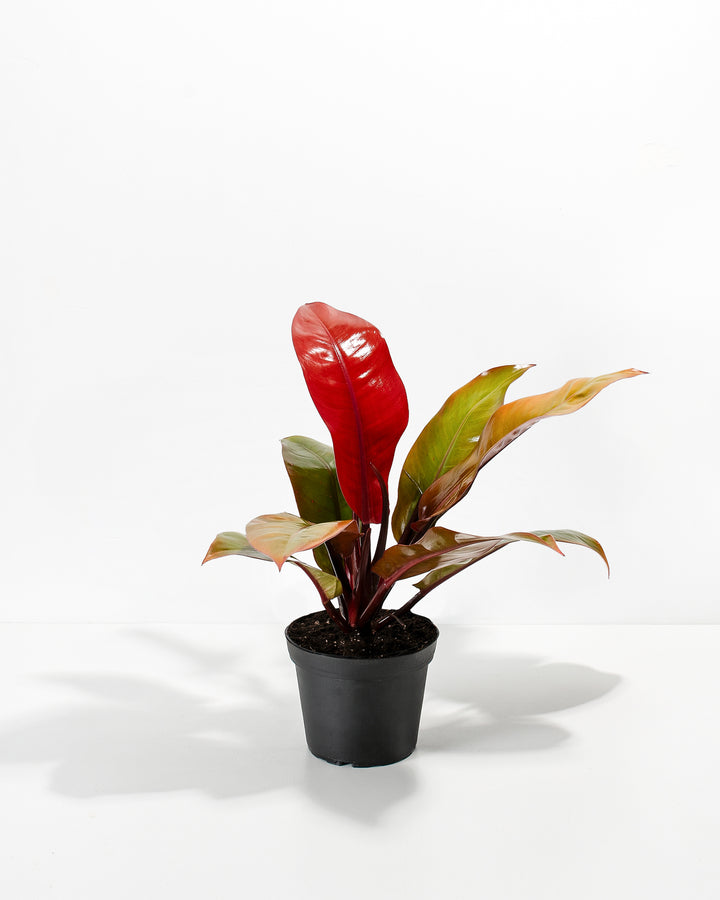 Philodendron Prince of Orange in a 6-inch black grower pot with glossy red new leaf and multicolored green orange and red foliage against a white background