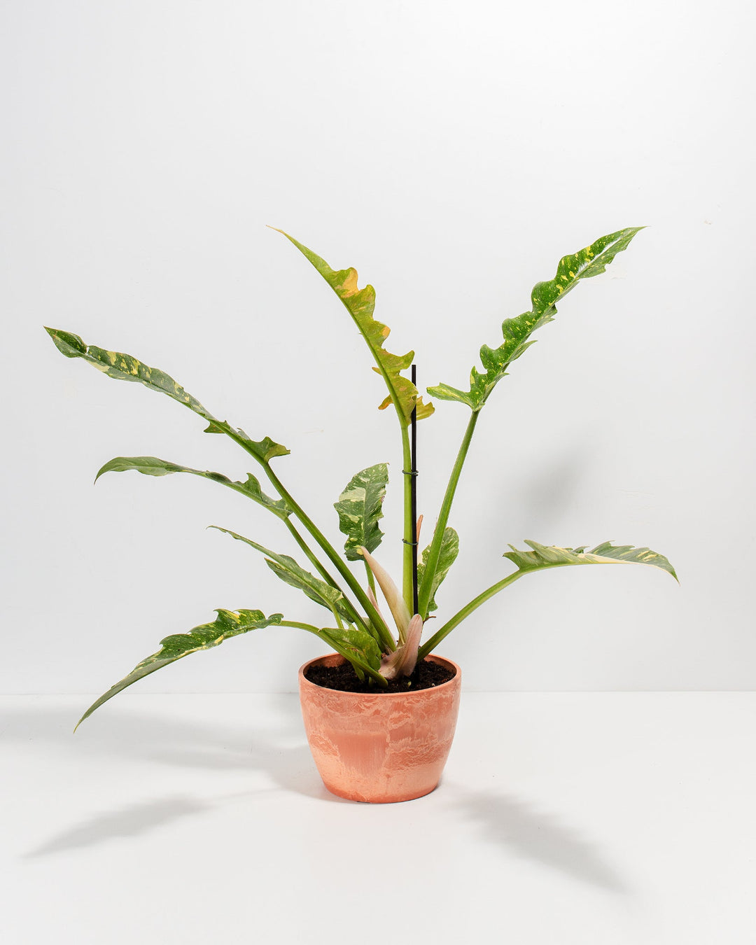 6-inch Philodendron Ring of Fire in terracotta chai-colored ceramic pot showing multiple shoots with ruffled arrow-shaped leaves and golden-yellow emerging foliage; rare variegated araceae houseplant thriving in bright indirect indoor light.